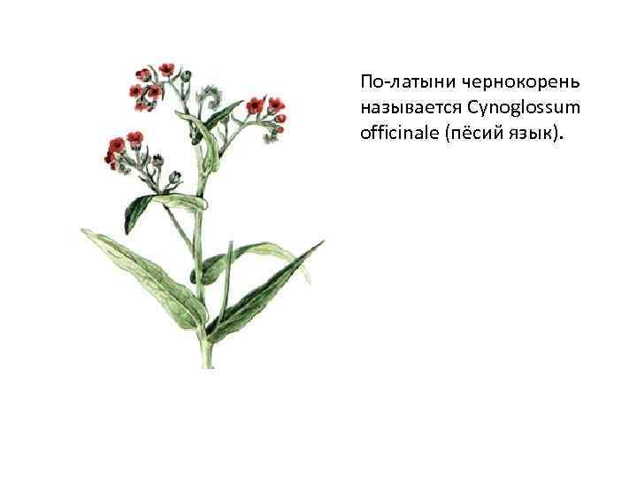 По-латыни чернокорень называется Cynoglossum officinale (пёсий язык).  