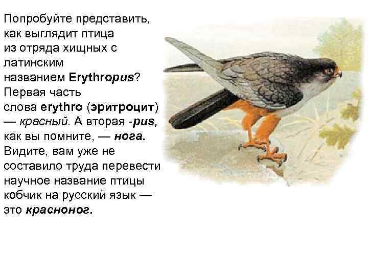 Попробуйте представить,  как выглядит птица из отряда хищных с латинским названием Erythropus? 