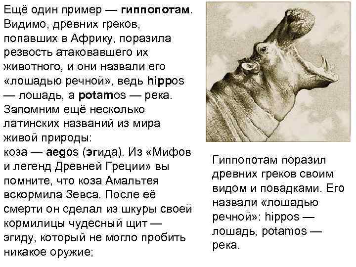 Ещё один пример — гиппопотам.  Видимо, древних греков,  попавших в Африку, поразила