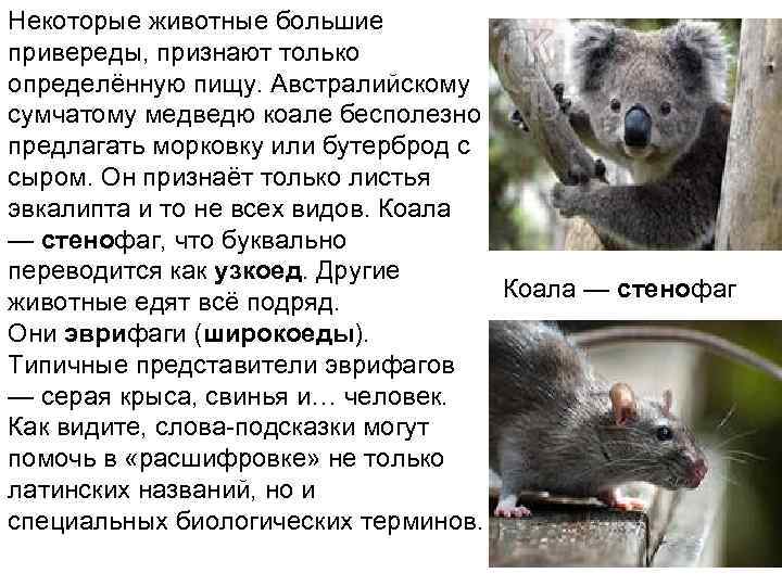 Некоторые животные большие привереды, признают только определённую пищу. Австралийскому сумчатому медведю коале бесполезно предлагать