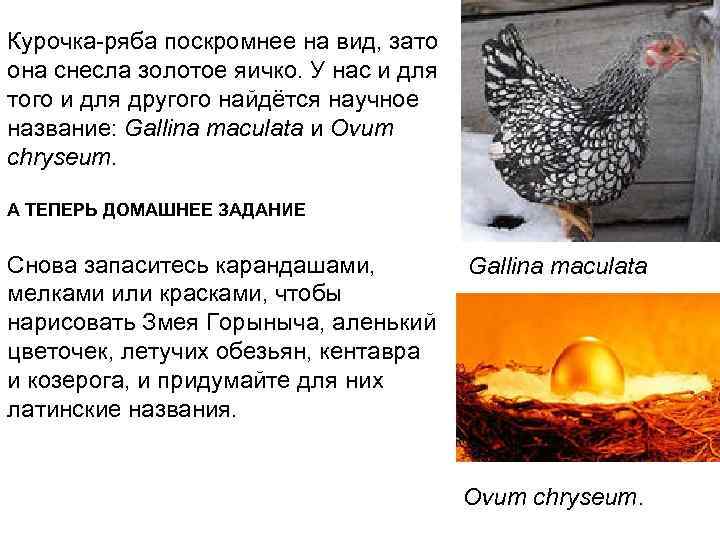 Курочка-ряба поскромнее на вид, зато она снесла золотое яичко. У нас и для того