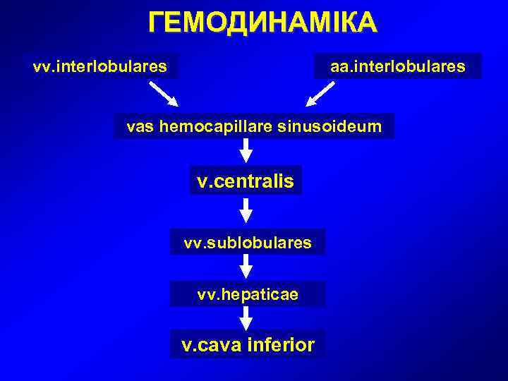    ГЕМОДИНАМІКА vv. interlobulares     aa. interlobulares  