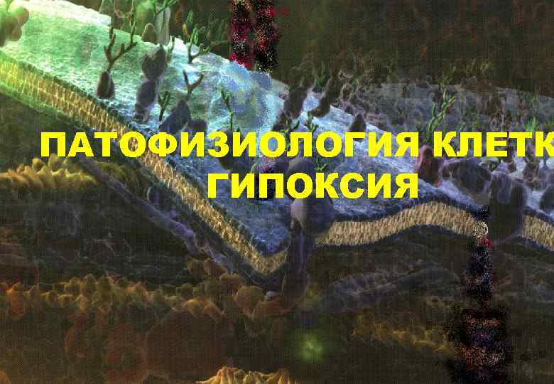 ПАТОФИЗИОЛОГИЯ КЛЕТК ГИПОКСИЯ ПАТОФИЗИОЛОГИЯ КЛЕТК ГИПОКСИЯ