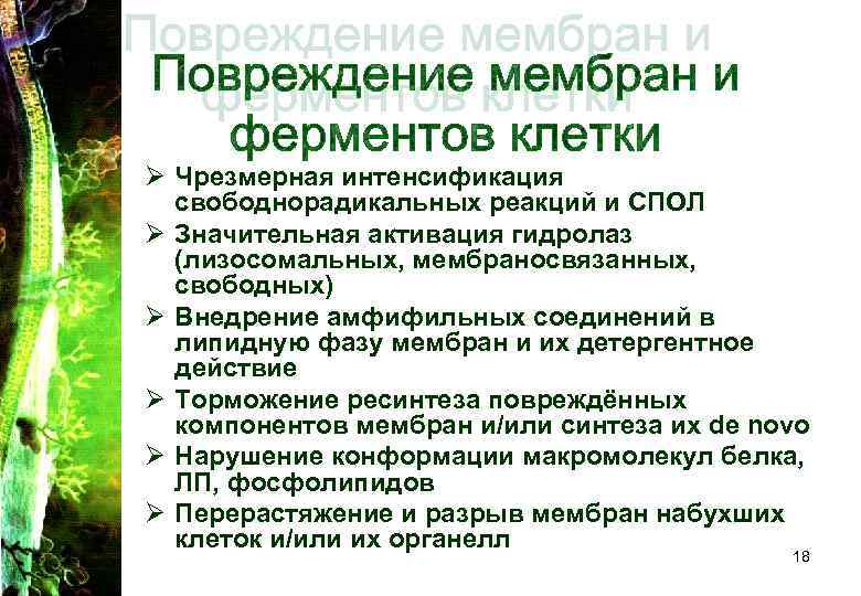 Ø Чрезмерная интенсификация свободнорадикальных реакций и СПОЛ Ø Значительная активация гидролаз (лизосомальных, Ø Чрезмерная интенсификация свободнорадикальных реакций и СПОЛ Ø Значительная активация гидролаз (лизосомальных,