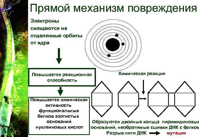 Прямой механизм повреждения Электроны смещаются на отдаленные орбиты от ядра Повышается реакционная Прямой механизм повреждения Электроны смещаются на отдаленные орбиты от ядра Повышается реакционная