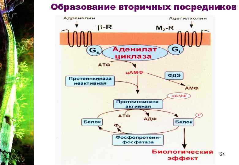 Образование вторичных посредников 24 Образование вторичных посредников 24