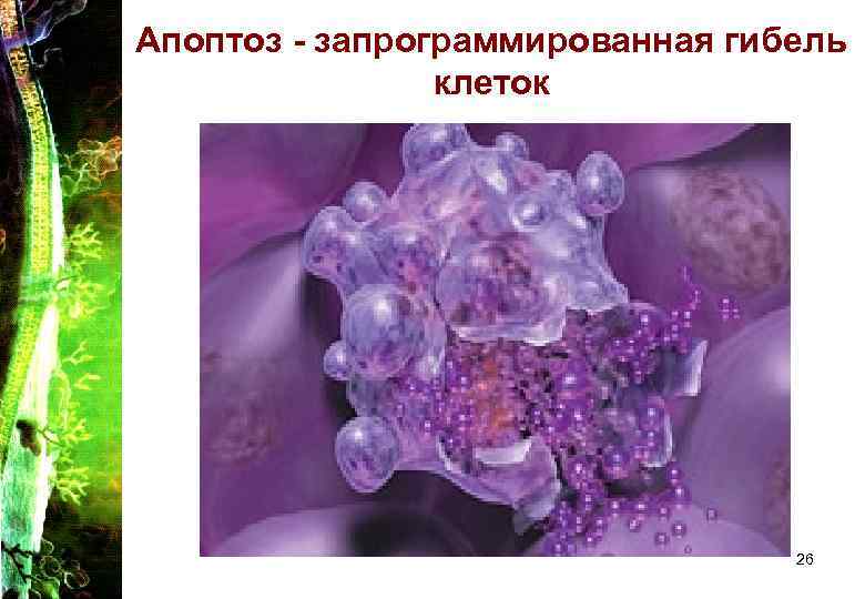 Апоптоз - запрограммированная гибель клеток 26 Апоптоз - запрограммированная гибель клеток 26