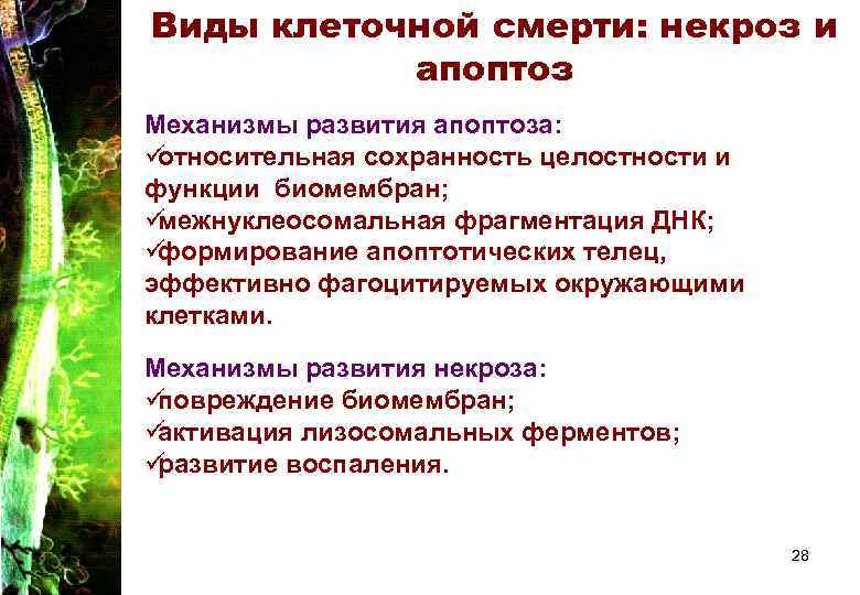 Виды клеточной смерти: некроз и апоптоз Механизмы развития апоптоза: üотносительная сохранность целостности и Виды клеточной смерти: некроз и апоптоз Механизмы развития апоптоза: üотносительная сохранность целостности и