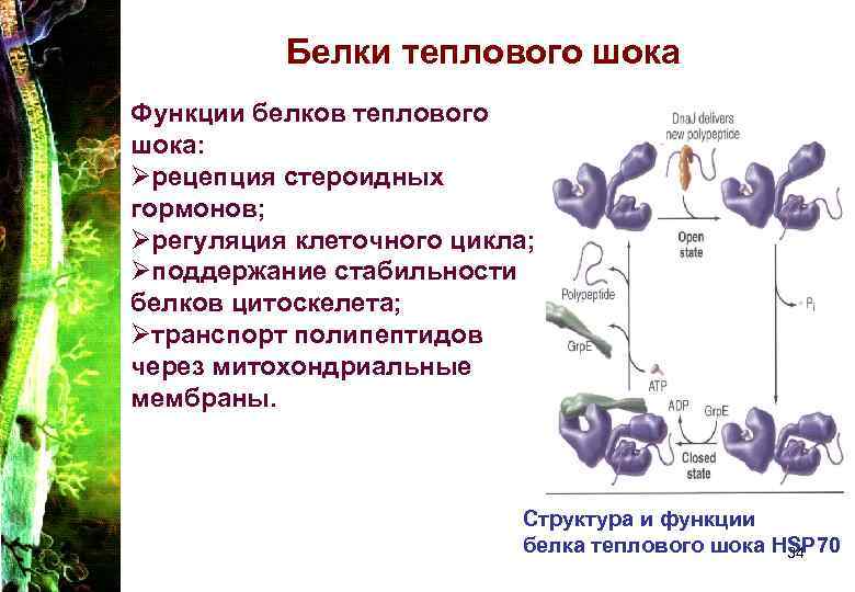 Белки теплового шока Функции белков теплового шока: Øрецепция стероидных гормонов; Øрегуляция Белки теплового шока Функции белков теплового шока: Øрецепция стероидных гормонов; Øрегуляция