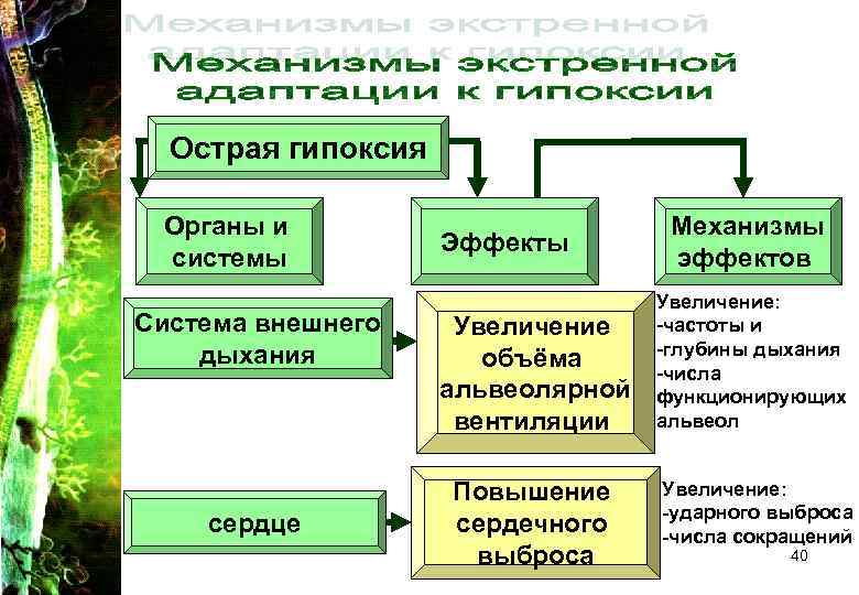 Острая гипоксия Органы и Механизмы Острая гипоксия Органы и Механизмы