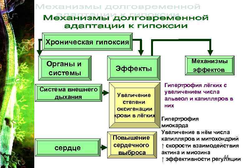 Хроническая гипоксия Органы и Механизмы Хроническая гипоксия Органы и Механизмы