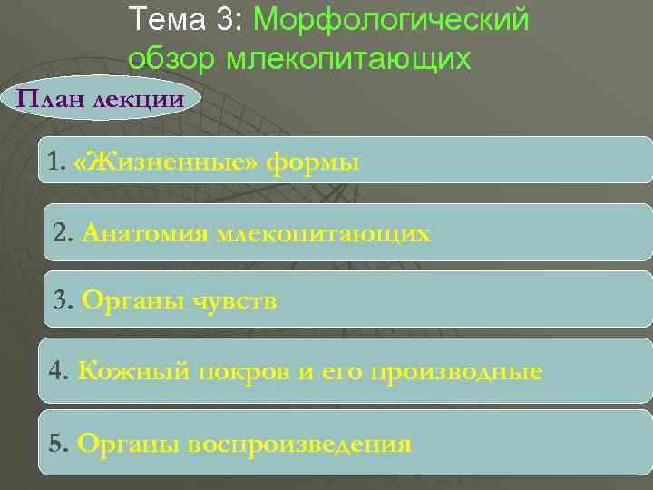   Тема 3: Морфологический  обзор млекопитающих План лекции  1.  «Жизненные»