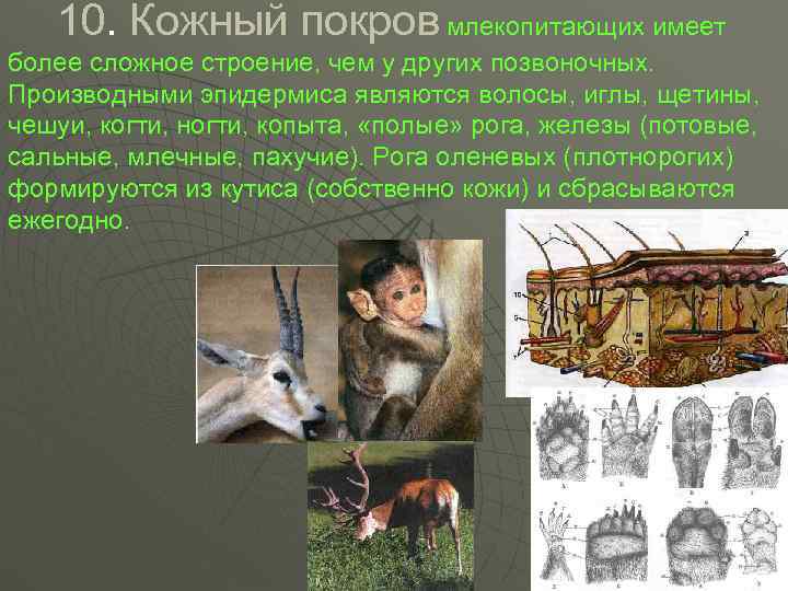   10. Кожный покров млекопитающих имеет более сложное строение, чем у других позвоночных.