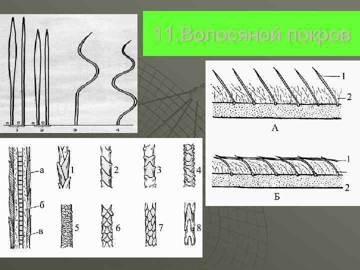 11. Волосяной покров 