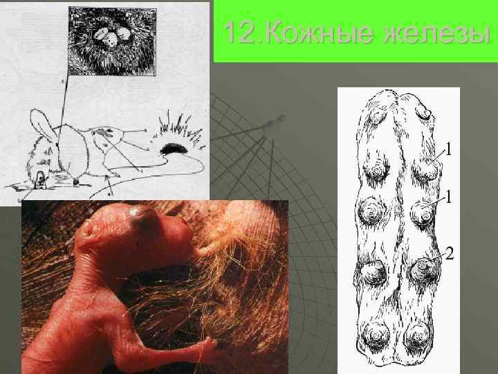 12. Кожные железы 