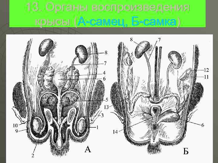 13. Органы воспроизведения крысы (А-самец, Б-самка) 