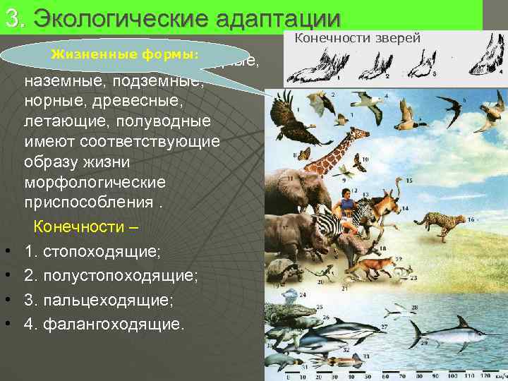 3. Экологические адаптации      Конечности зверей  Жизненные формы: 