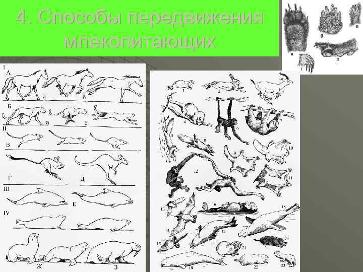 4. Способы передвижения млекопитающих 
