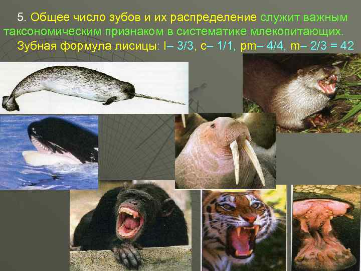  5. Общее число зубов и их распределение служит важным таксономическим признаком в систематике