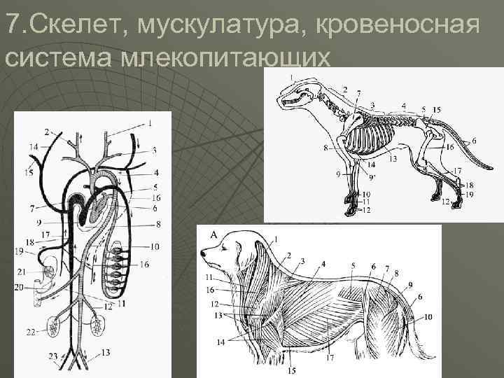7. Скелет, мускулатура, кровеносная система млекопитающих 