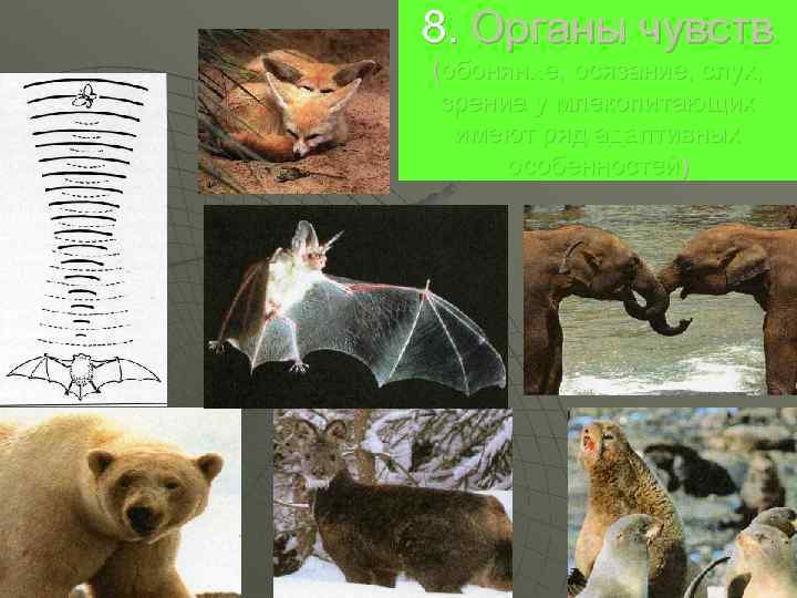 8. Органы чувств (обоняние, осязание, слух,  зрение у млекопитающих  имеют ряд адаптивных