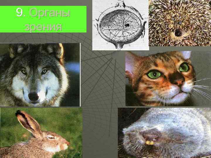 9. Органы  зрения 