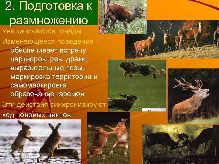 2. Подготовка к размножению Увеличиваются гонады Изменяющееся поведение  обеспечивает встречу  партнеров: рев,