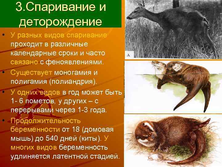   3. Спаривание и деторождение • У разных видов спаривание  проходит в