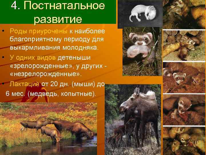  4. Постнатальное  развитие • Роды приурочены к наиболее  благоприятному периоду для