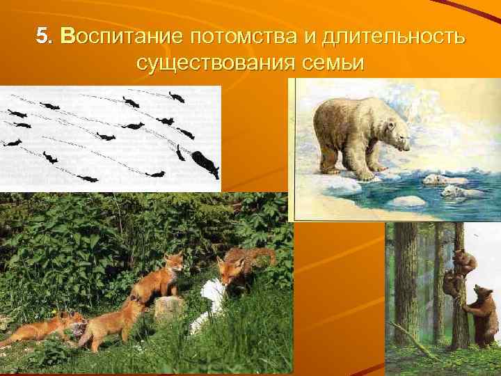 5. Воспитание потомства и длительность   существования семьи 