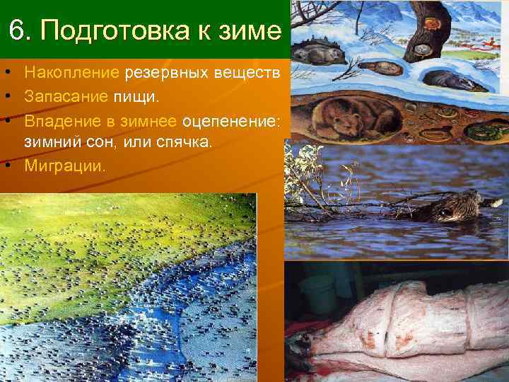 6. Подготовка к зиме • Накопление резервных веществ • Запасание пищи.  • Впадение