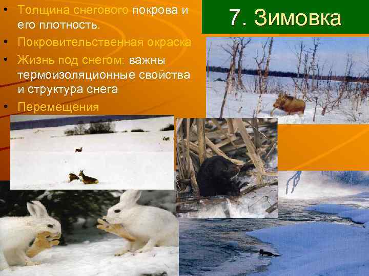  • Толщина снегового покрова и  его плотность.   7. Зимовка •