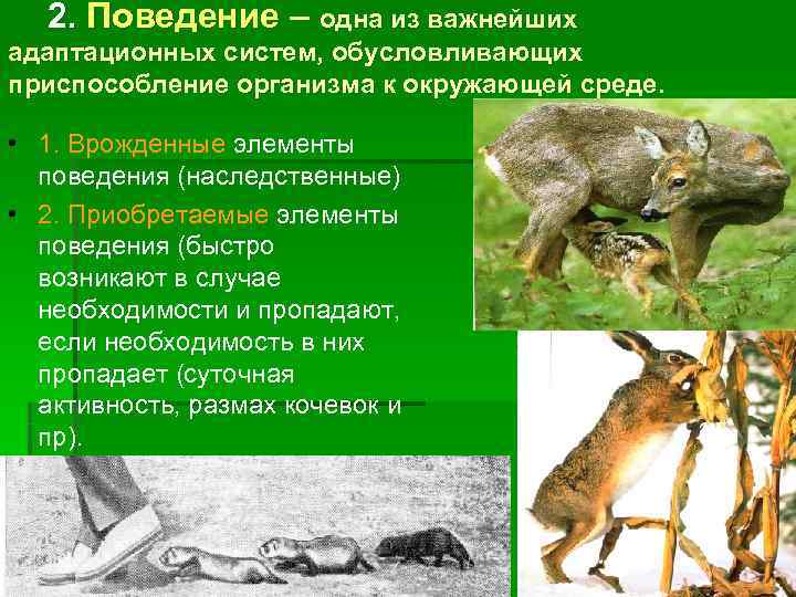  2. Поведение – одна из важнейших адаптационных систем, обусловливающих приспособление организма к окружающей