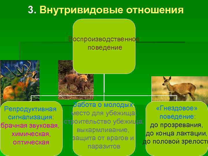 Презентация поведение млекопитающих