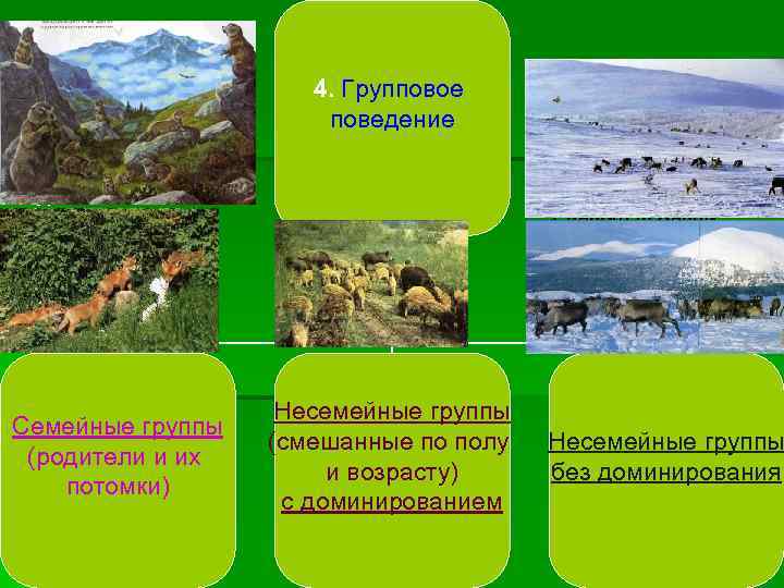      4. Групповое    поведение Сурки  