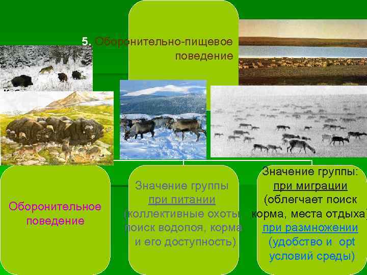    5. Оборонительно-пищевое     поведение  Кабаны  
