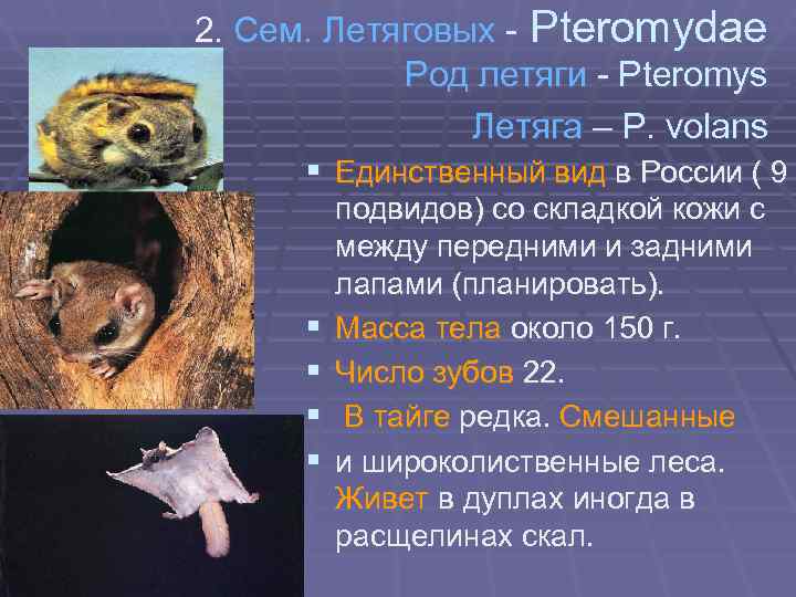 2. Сем. Летяговых - Pteromydae   Род летяги - Pteromys   Летяга