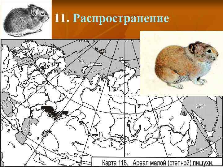 11. Распространение 