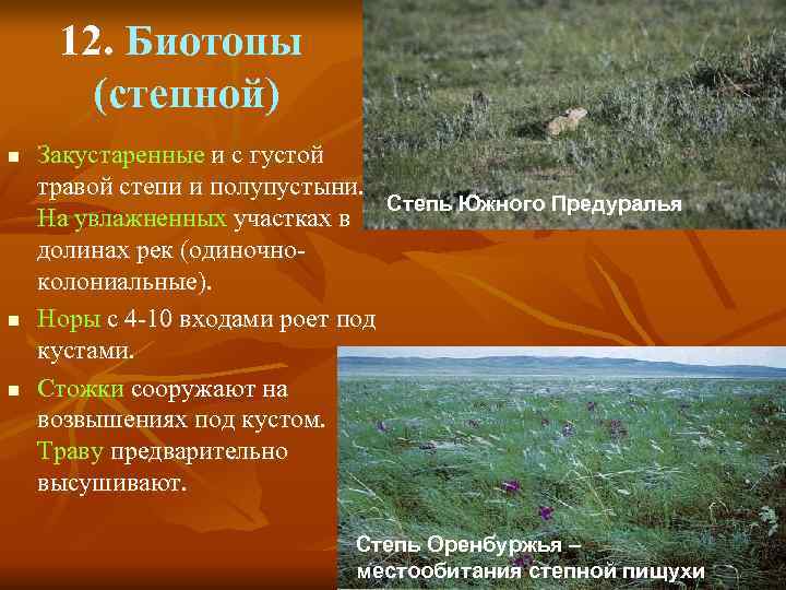  12. Биотопы  (степной) n  Закустаренные и с густой травой степи и