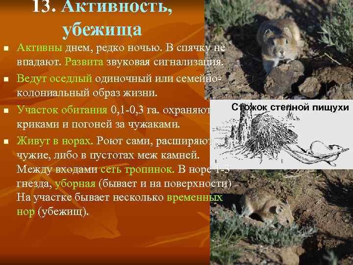  13. Активность,  убежища n  Активны днем, редко ночью. В спячку не