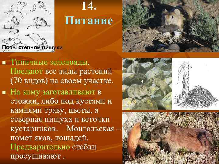     14.    Питание Позы степной пищухи n 