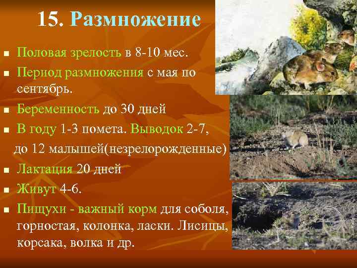  15. Размножение n Половая зрелость в 8 -10 мес. n Период размножения с