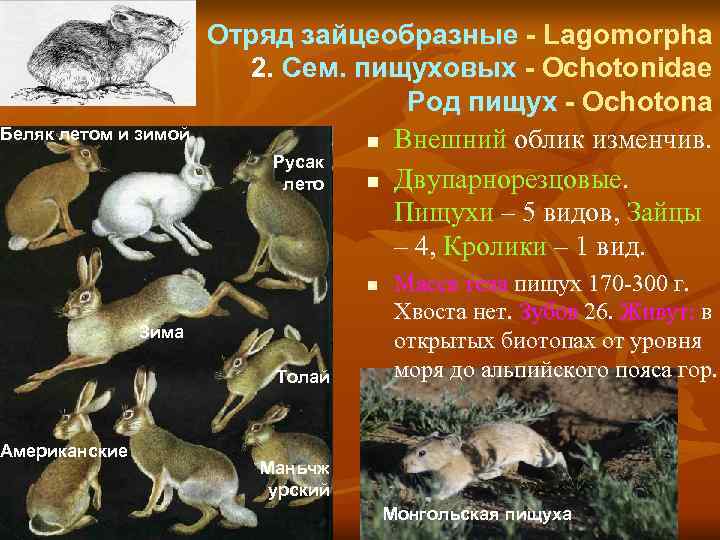      Отряд зайцеобразные - Lagomorpha     2.