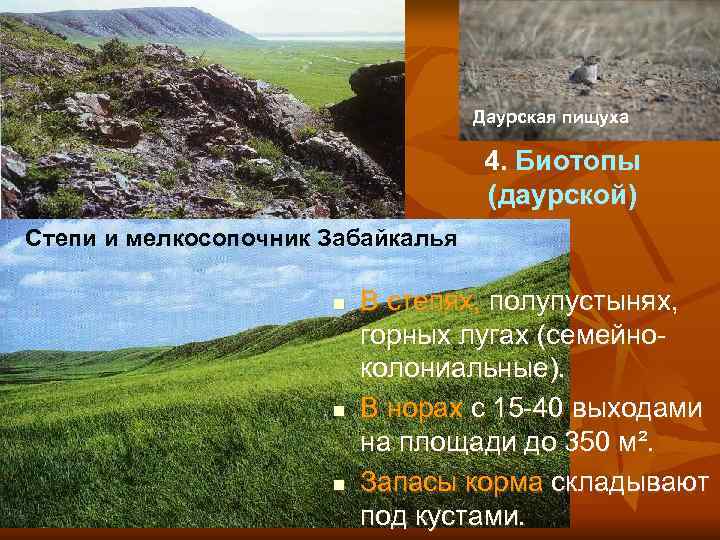       Даурская пищуха      