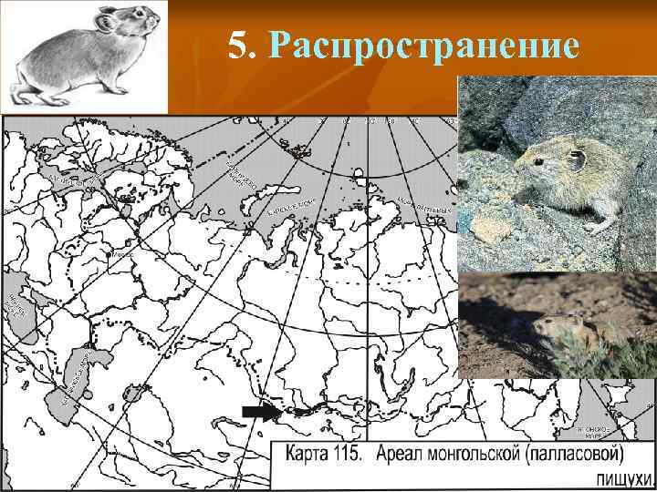 5. Распространение 