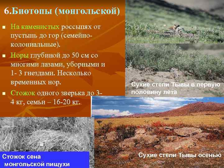 6. Биотопы (монгольской) n  На каменистых россыпях от пустынь до гор (семейно- колониальные).