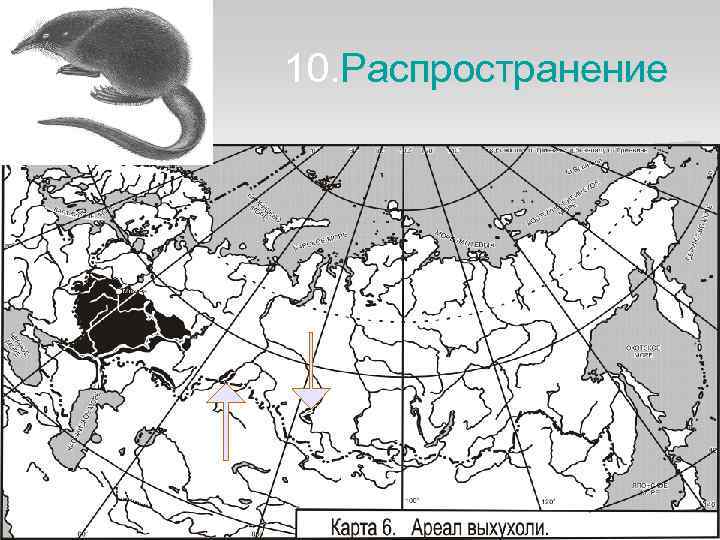 10. Распространение 