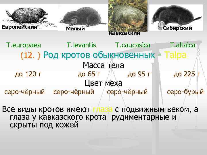 Европейский  Малый    Сибирский      Кавказский 