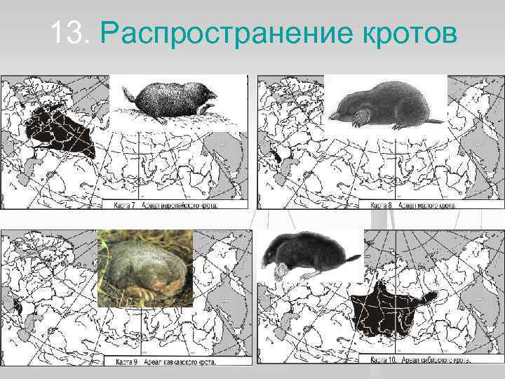13. Распространение кротов 