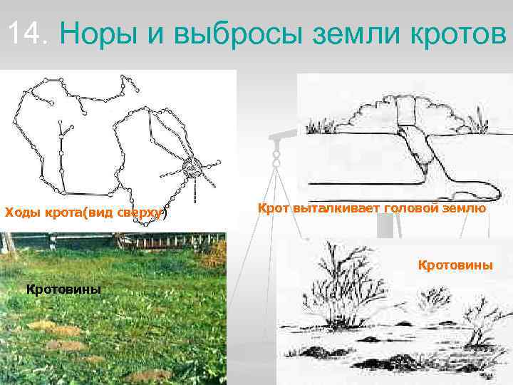 14. Норы и выбросы земли кротов Ходы крота(вид сверху)  Крот выталкивает головой землю